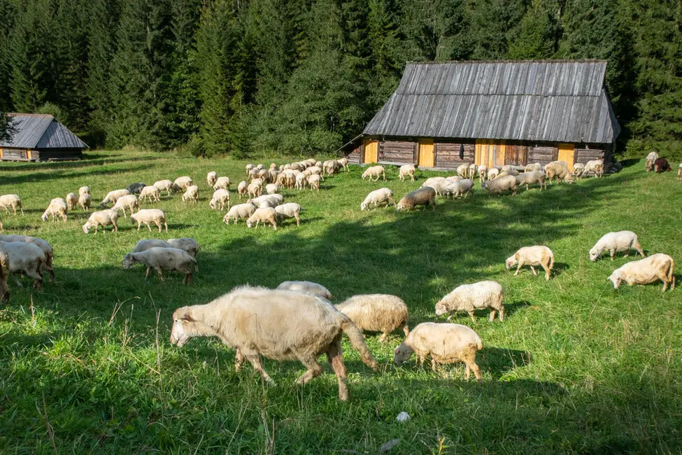 stado owiec Tatry
